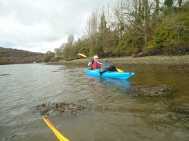 Conducting a estuary clear up and bird survey via kayak in Cornwall on the river Fowey