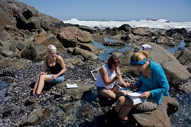 Studying the correlation between rock pool complexity and invertebrate biodiversity - I am on the right in blue 